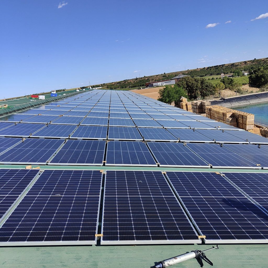 Tj Agricultura Cebollas